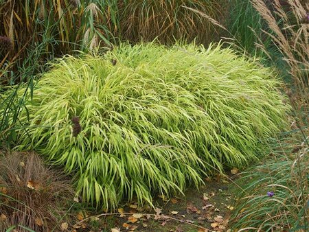 Hakonechloa macra 'Aureola' C2 - afbeelding 5