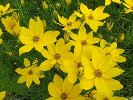 Coreopsis verticillata P9 - afbeelding 2