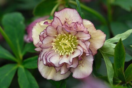 Helleborus orientalis 'Double Ellen Picotee' P9 - afbeelding 2