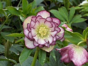 Helleborus orientalis 'Double Ellen Picotee' P9