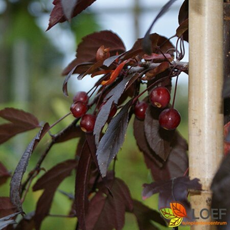 Malus toringo 'Freja' - afbeelding 2