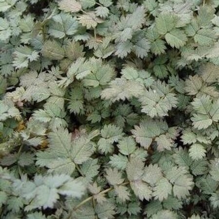 Acaena magellanica P9 - afbeelding 3