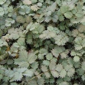 Acaena magellanica P9 - afbeelding 3