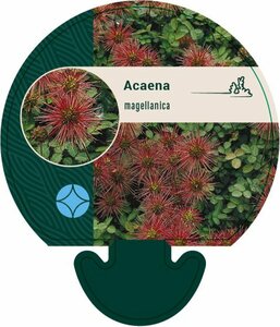 Acaena magellanica P9