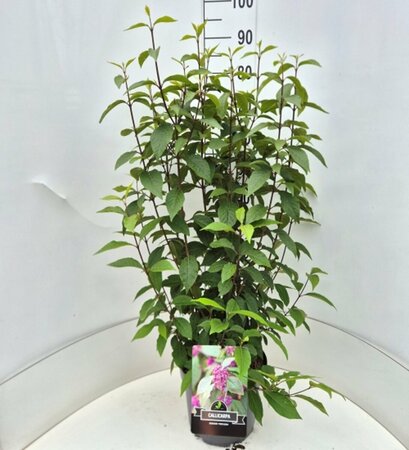 Callicarpa bodinieri 'Profusion' - afbeelding 4