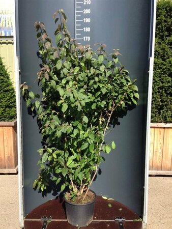 Callicarpa bodinieri 'Profusion' - afbeelding 6