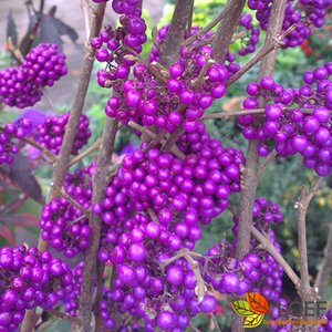 Callicarpa bodinieri 'Profusion' - afbeelding 2