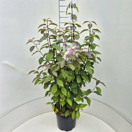 Callicarpa bodinieri 'Profusion' - afbeelding 5