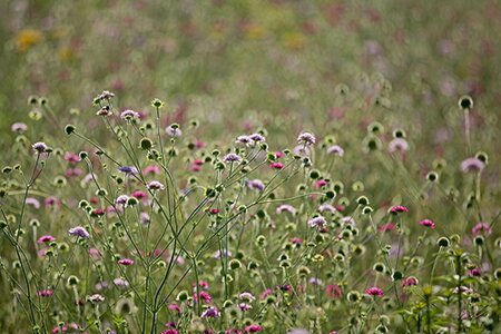 Scabiosa columbaria P9 - afbeelding 1