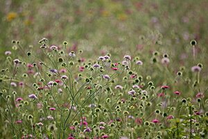 Scabiosa columbaria P9