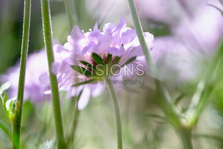Scabiosa columbaria P9 - afbeelding 2
