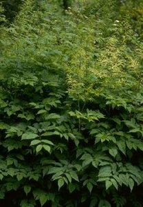 Aruncus dioicus C2