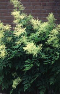 Aruncus dioicus C2 - afbeelding 9