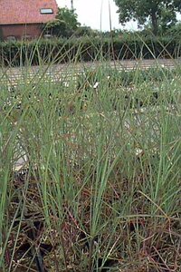 Miscanthus sinensis 'Graziella' P9