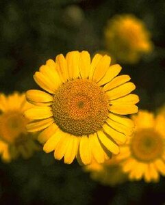 Anthemis tinctoria P9