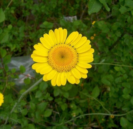 Anthemis tinctoria P9 - afbeelding 3