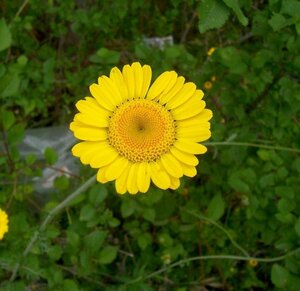 Anthemis tinctoria P9 - afbeelding 3