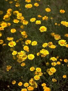 Anthemis tinctoria P9 - afbeelding 2
