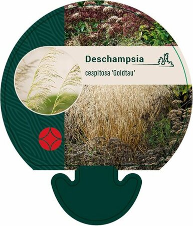Deschampsia cespitosa 'Goldtau' C2 - afbeelding 4