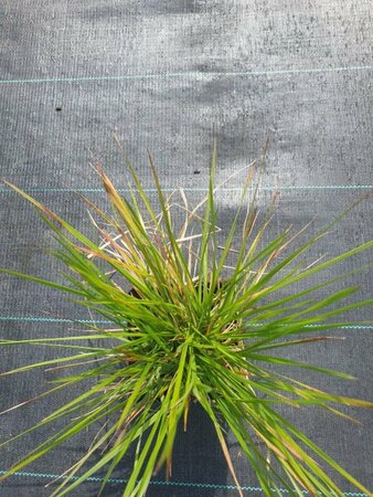 Deschampsia cespitosa 'Goldtau' C2 - afbeelding 1