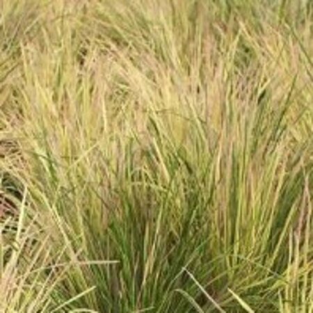 Deschampsia cespitosa 'Goldtau' C2 - afbeelding 3