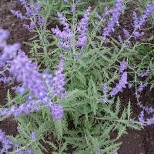 Perovskia atripl. Lacey Blue P9 - afbeelding 2