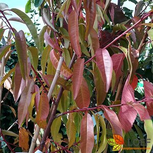 Prunus dulcis 'Robijn'