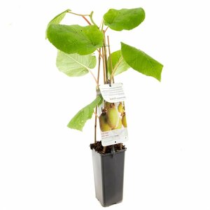 Actinidia deliciosa 'Jenny'