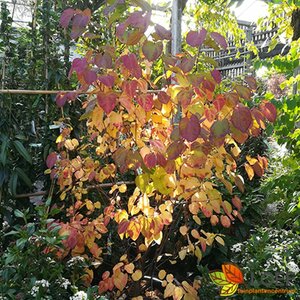 Cercidiphyllum japonicum