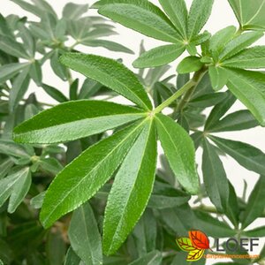 Choisya ternata 'Greenfingers'