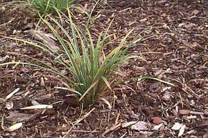 Carex morrowii C2