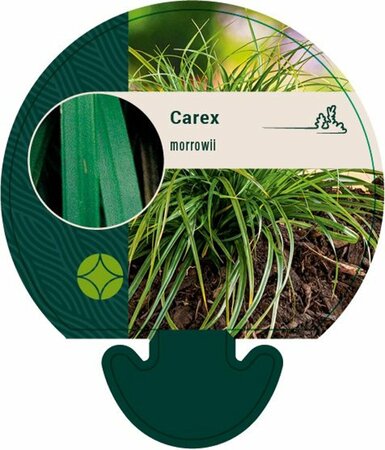 Carex morrowii C2 - afbeelding 3