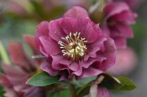 Helleborus orientalis 'Double Ellen Red' P9