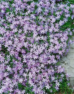Phlox subulata 'Emerald Cushion Blue' P9