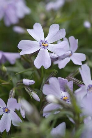 Phlox subulata 'Emerald Cushion Blue' P9 - afbeelding 3