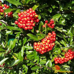 Pyracantha coccinea 'Red Column'