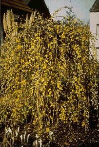 Salix caprea 'Kilmarnock'