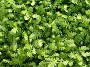 Leptinella dioica P9