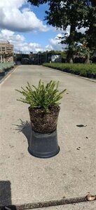Erica darleyensis 'Ghost Hills' C1