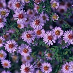 Aster ericoides 'Blue Star' P9