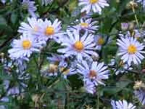Aster laevis 'Calliope' P9