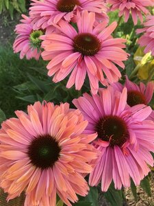 Echinacea purpurea 'Sunseekers Rainbow' P9