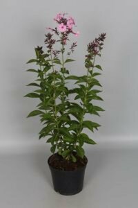 Phlox paniculata 'Herbstwalzer' P9