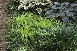 Carex oshimensis 'Everillo' C2