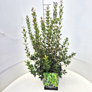 Osmanthus heterophyllus 125/150 C.Meerstammig