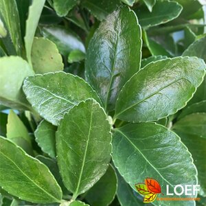 Euonymus japonicus 125/150 C.Meerstammig