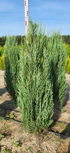 Juniperus scoparius 'Blue Arrow' - afbeelding 2