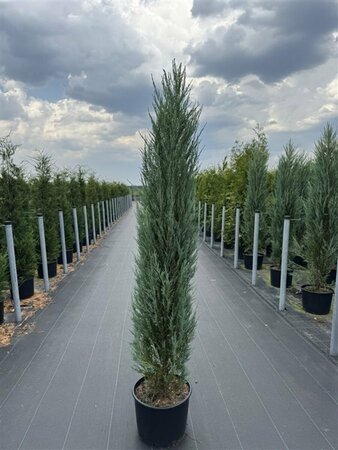 Juniperus scoparius 'Blue Arrow' - afbeelding 1