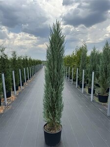 Juniperus scoparius 'Blue Arrow'