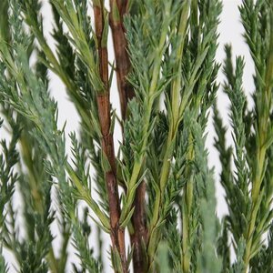 Juniperus scoparius 'Blue Arrow' - afbeelding 9